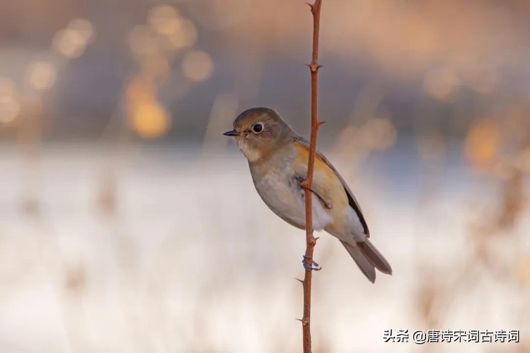 我心素已闲,我心素已闲是什么意思