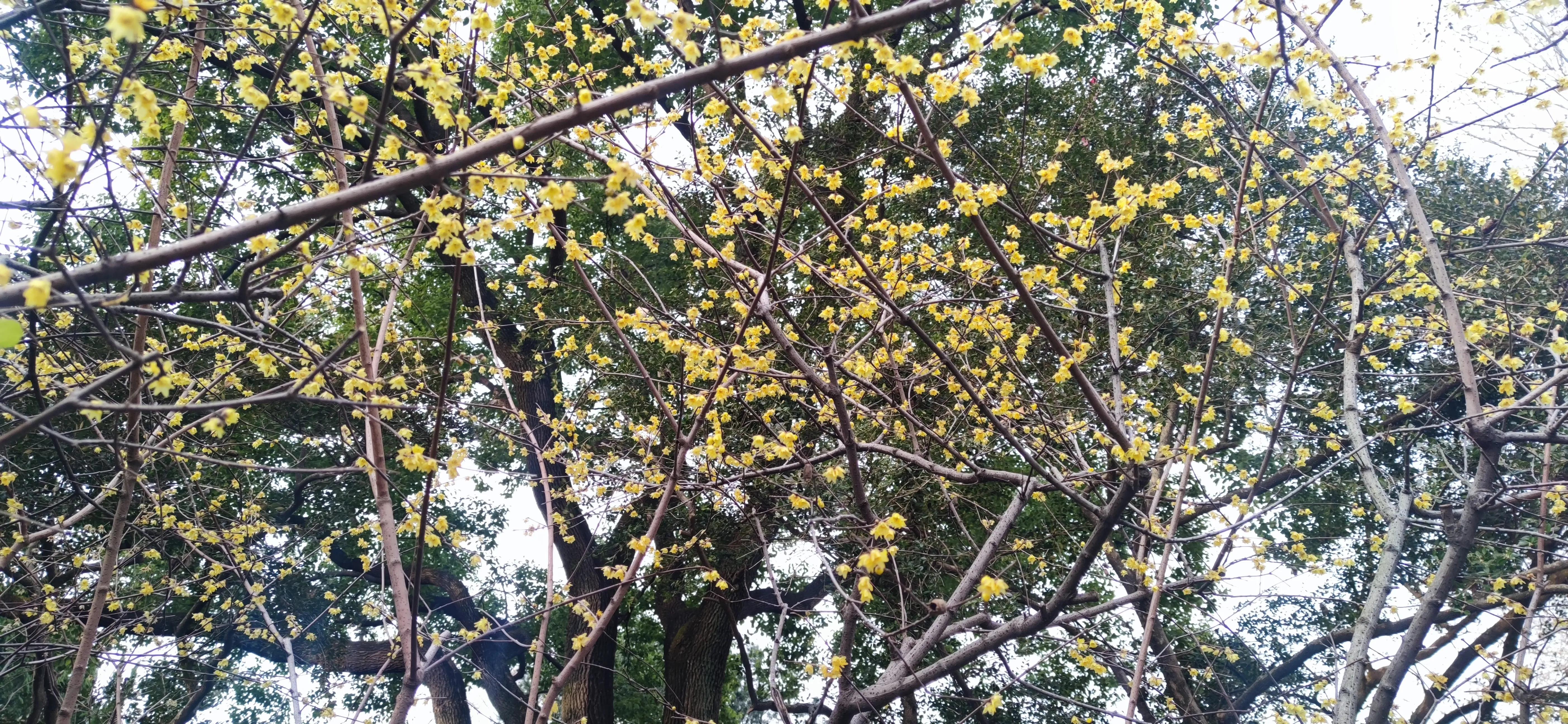 漫步鲁迅公园,周末鲁迅公园