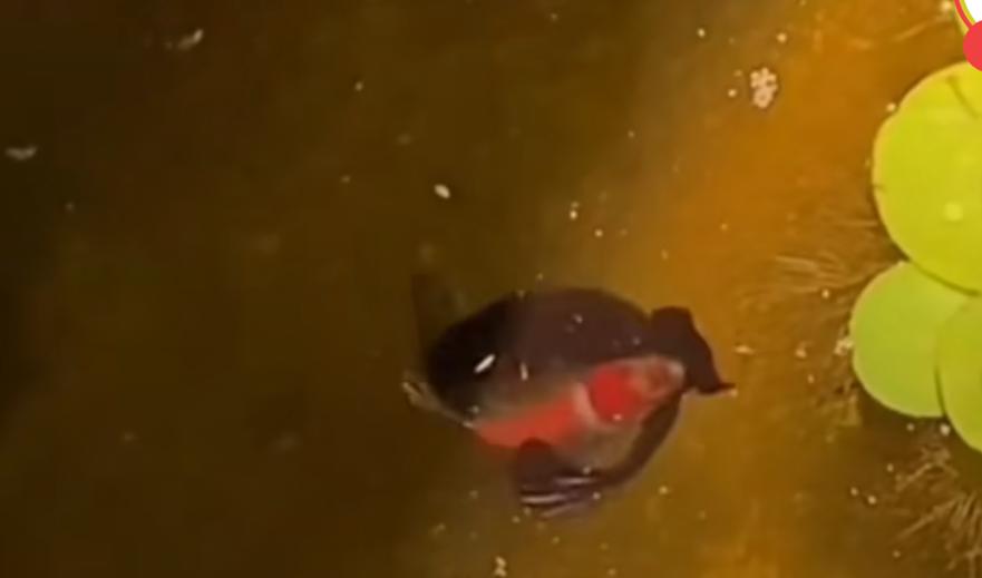 3秒“绞杀”同类！辽宁网友发现一条怪鱼揭秘斗鱼不为人知的秘密