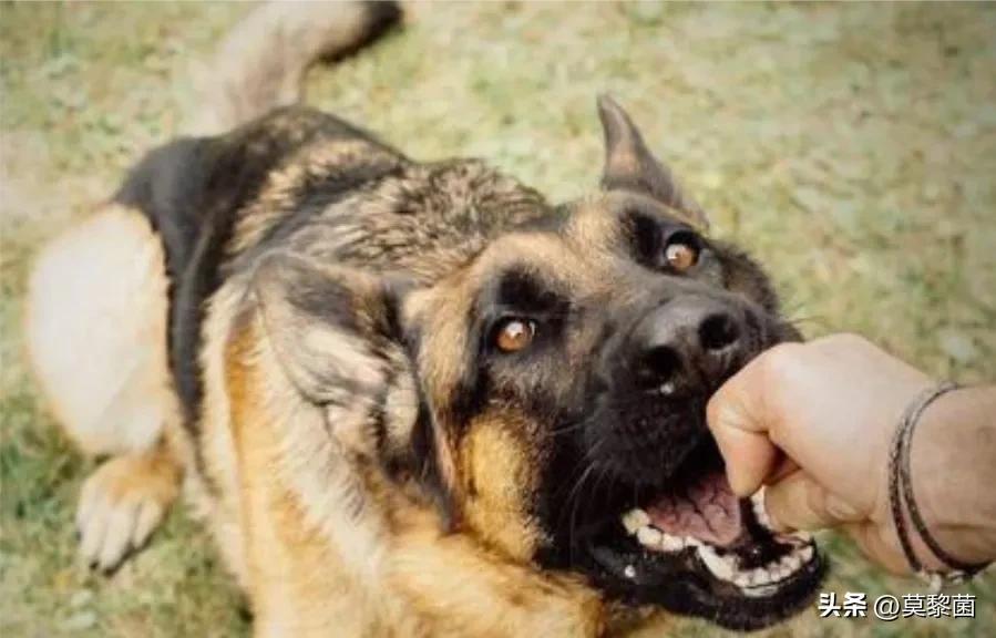 狗最怕什么恶犬,狗狗遇到恶犬怎么自救