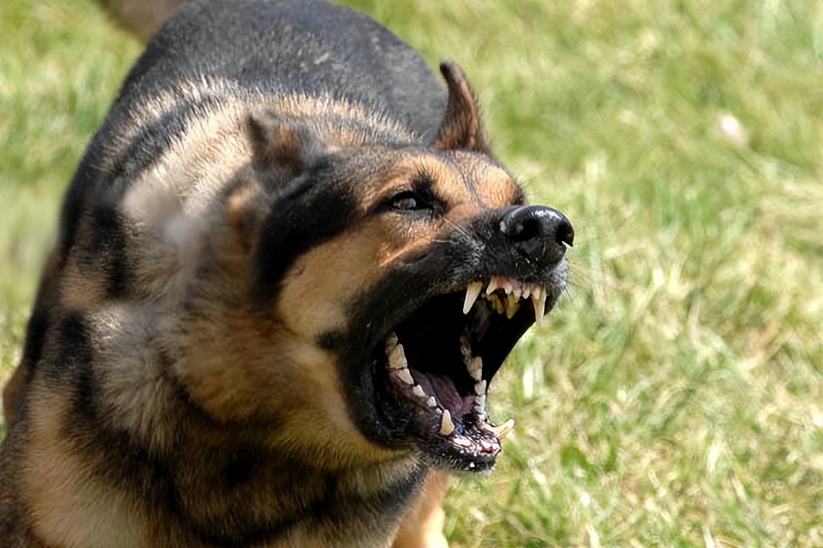 狗狗有狂犬病早期的10个征兆,狗狗患狂犬病早期的10个征兆