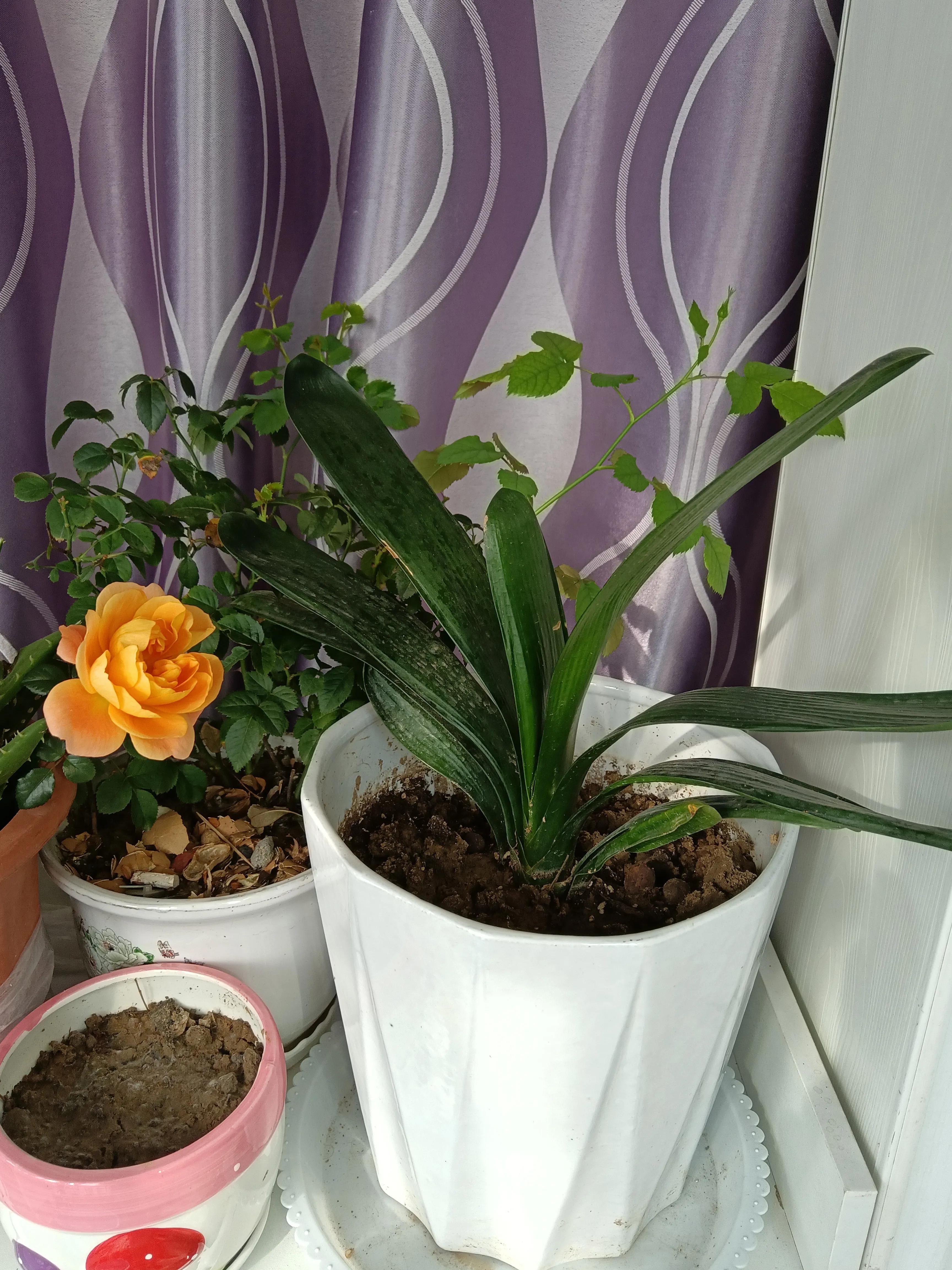 冬日里的向阳花,开在冬日的向阳花