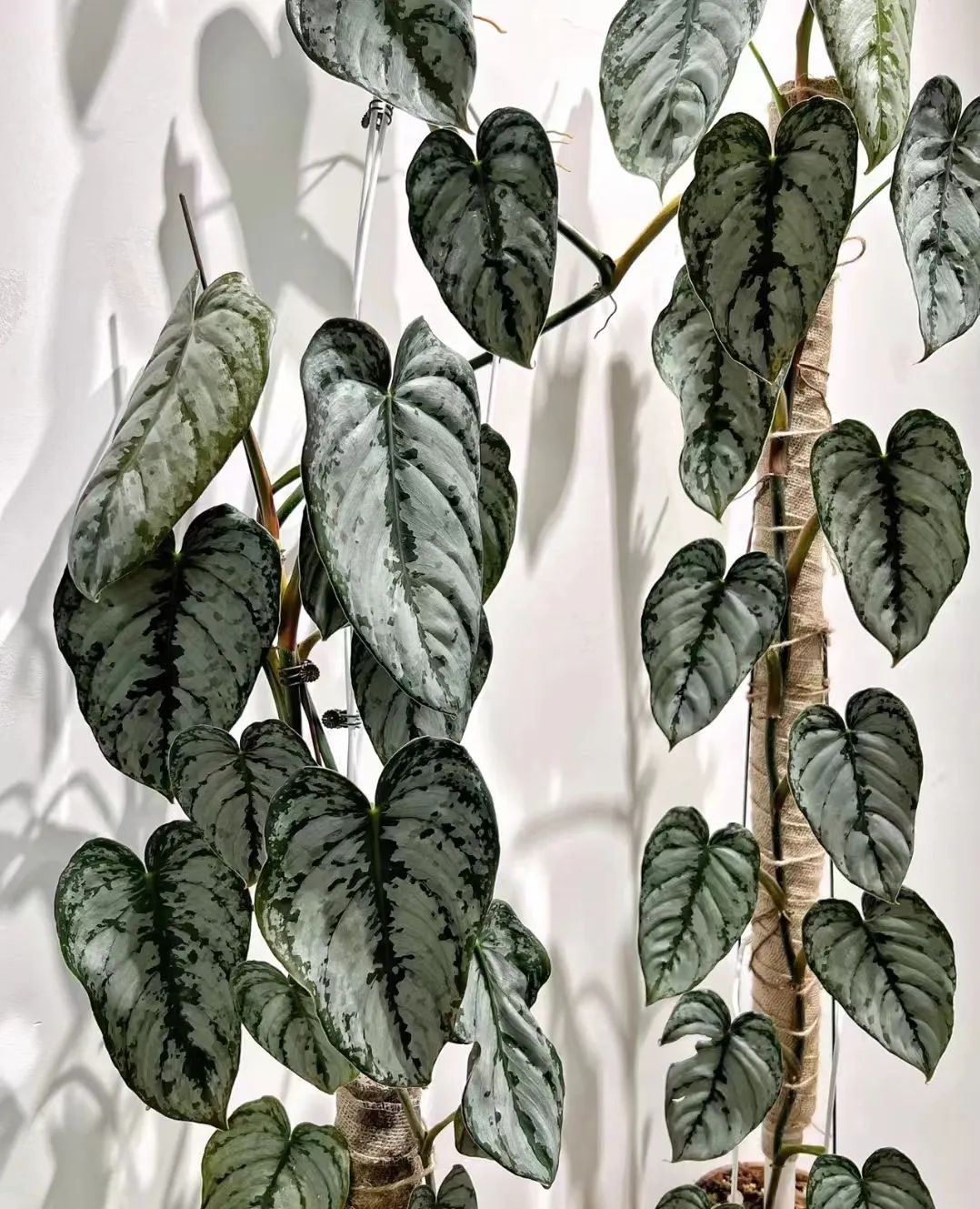 蔓绿绒品种图片大全,蔓绿绒品种图片图文