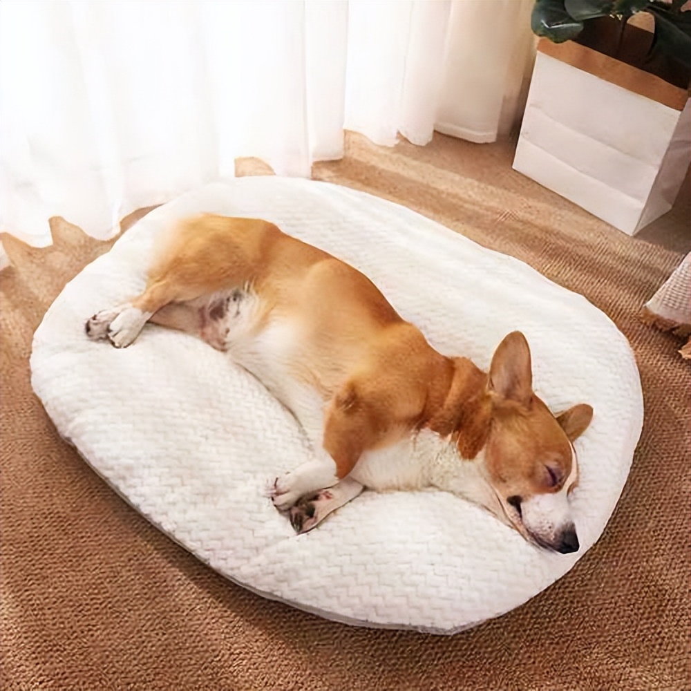 狗狗老了怎么安慰别人,狗狗老了怎么维护视力