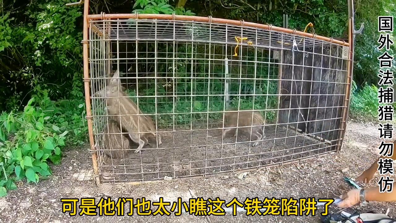 国外猎人布置铁笼陷阱轻松捕获一群小野猪#神奇动物在抖音