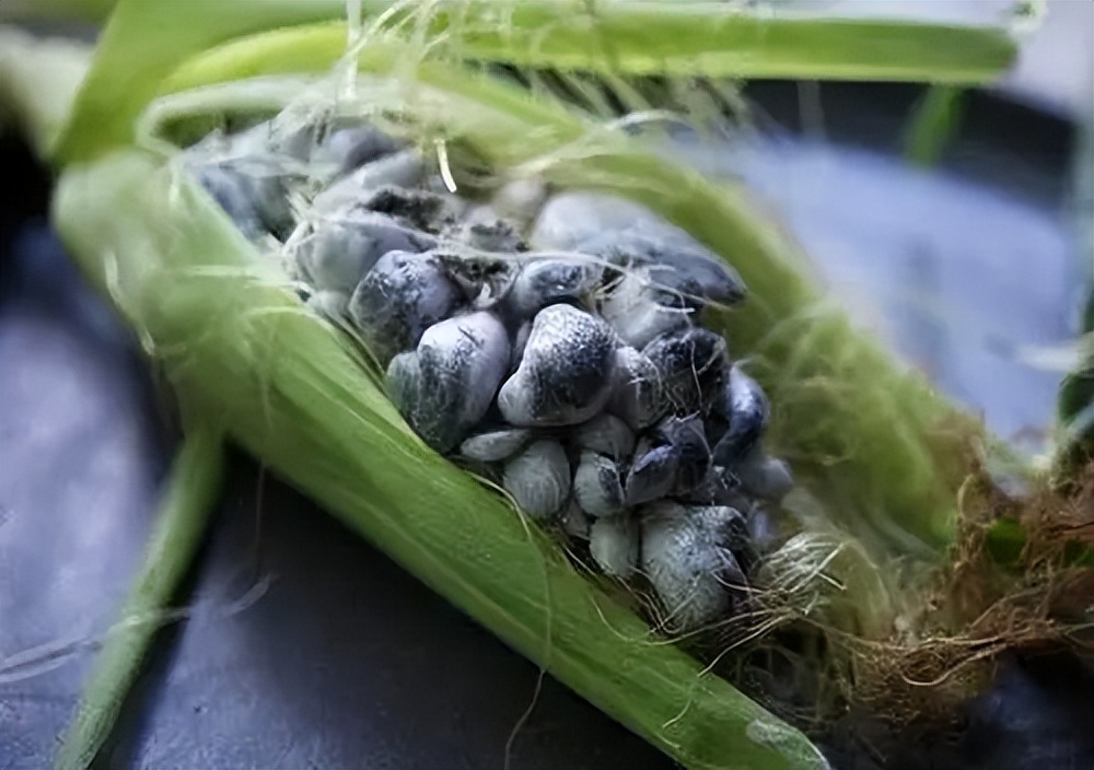 茭白因真菌感染而诞生的蔬菜,茭白病虫害