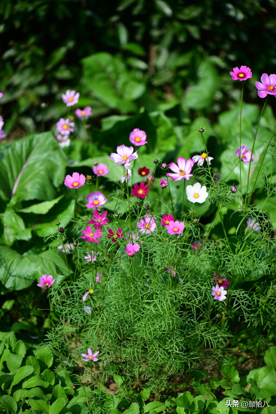 流放到菜地的花儿们，尽情绽放吧，不管在哪里｜园丁