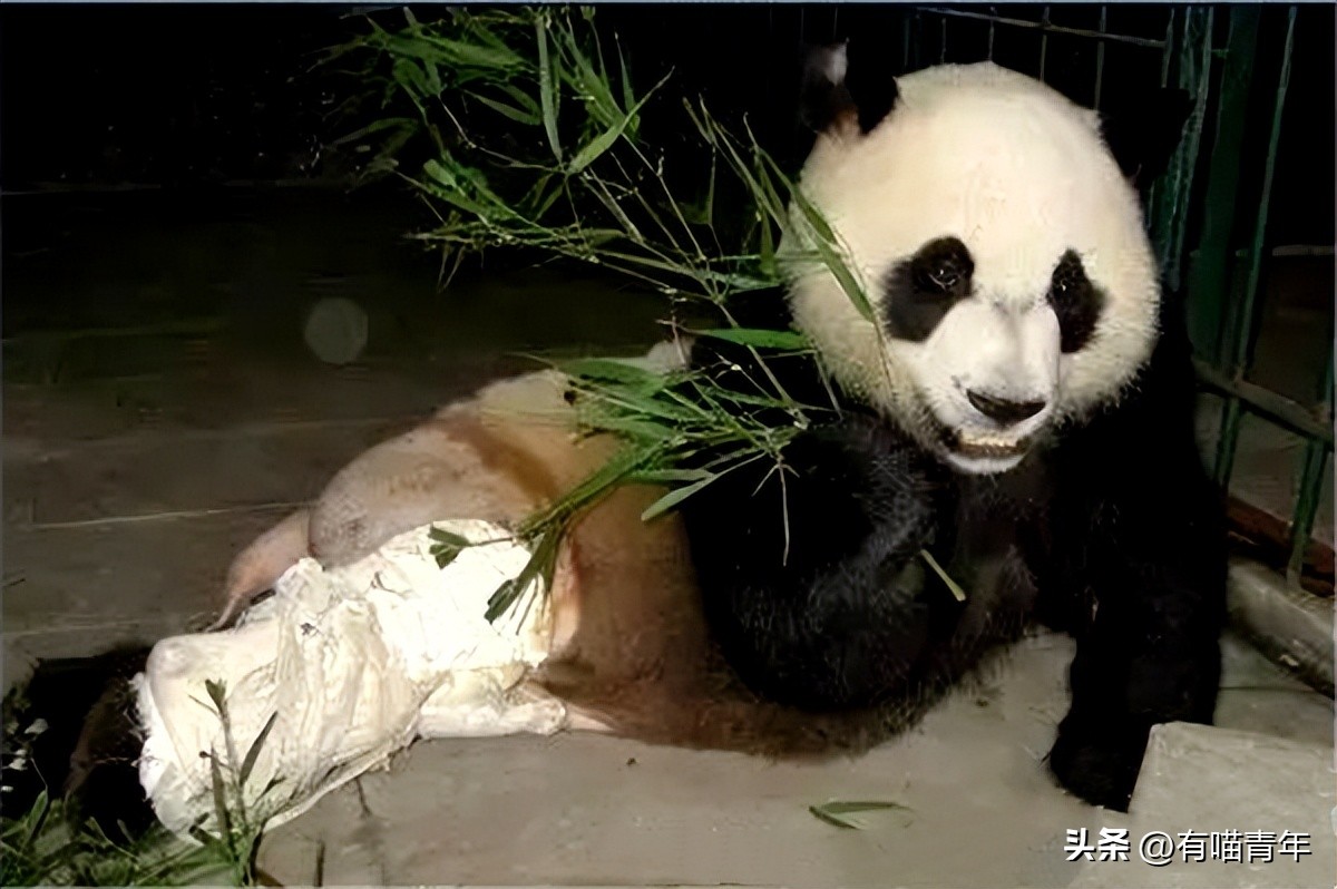 盘点网红大熊猫搞笑场面,大熊猫一摔成名