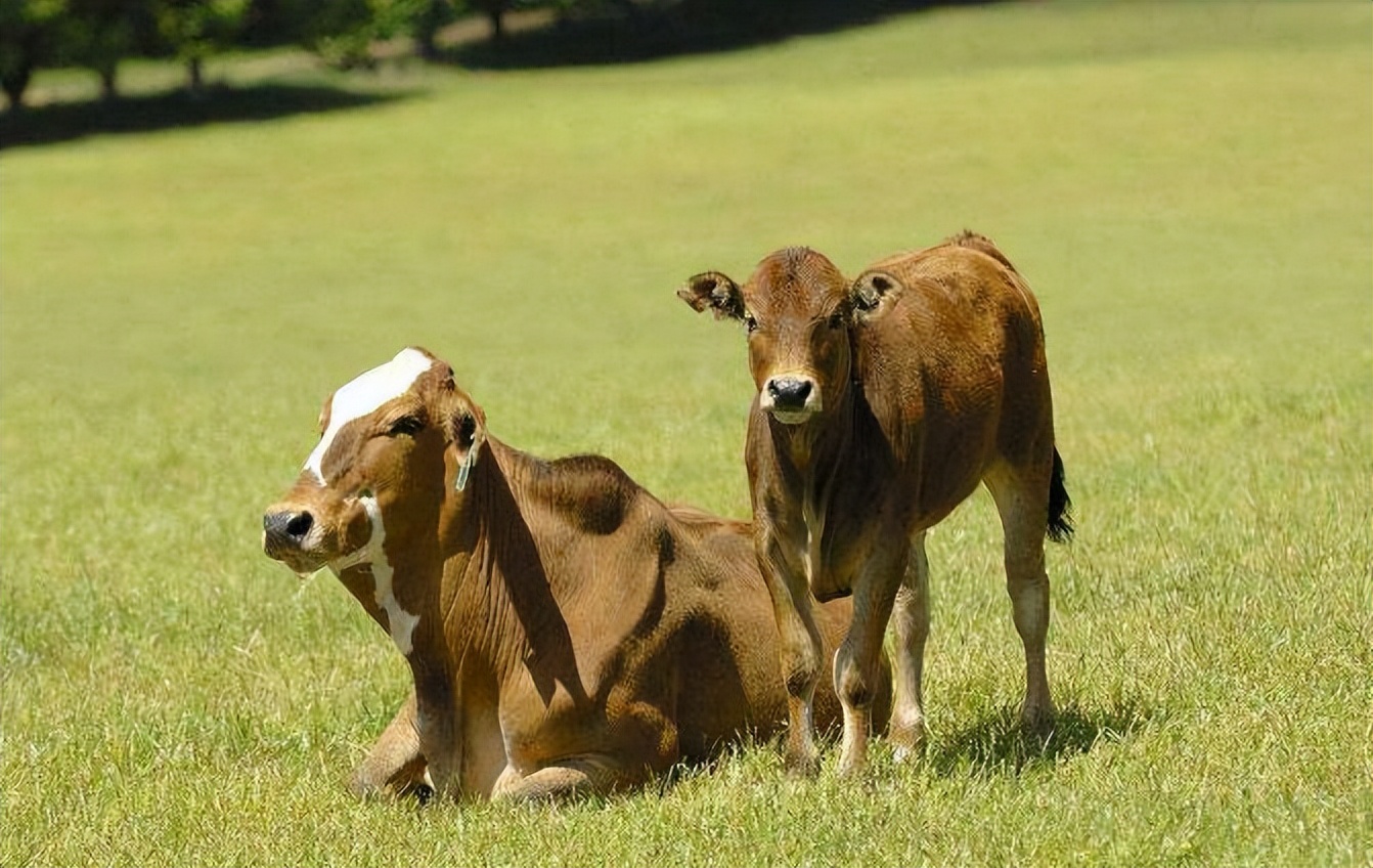 大牛口蹄疫好了牛犊会得口蹄疫吗,牛得了口蹄疫得了心肌炎什么症状