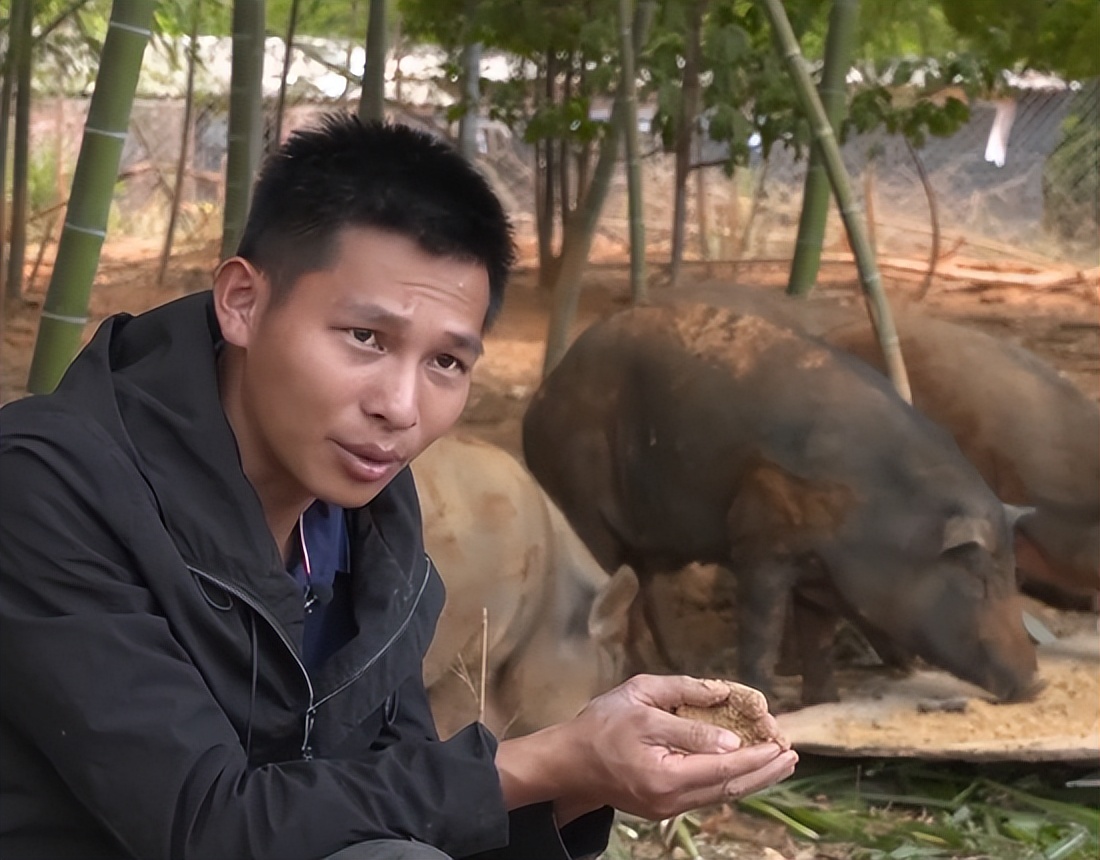 福建男子养“跳跳猪”，一斤猪肉最高卖出125元，年销售额达600万