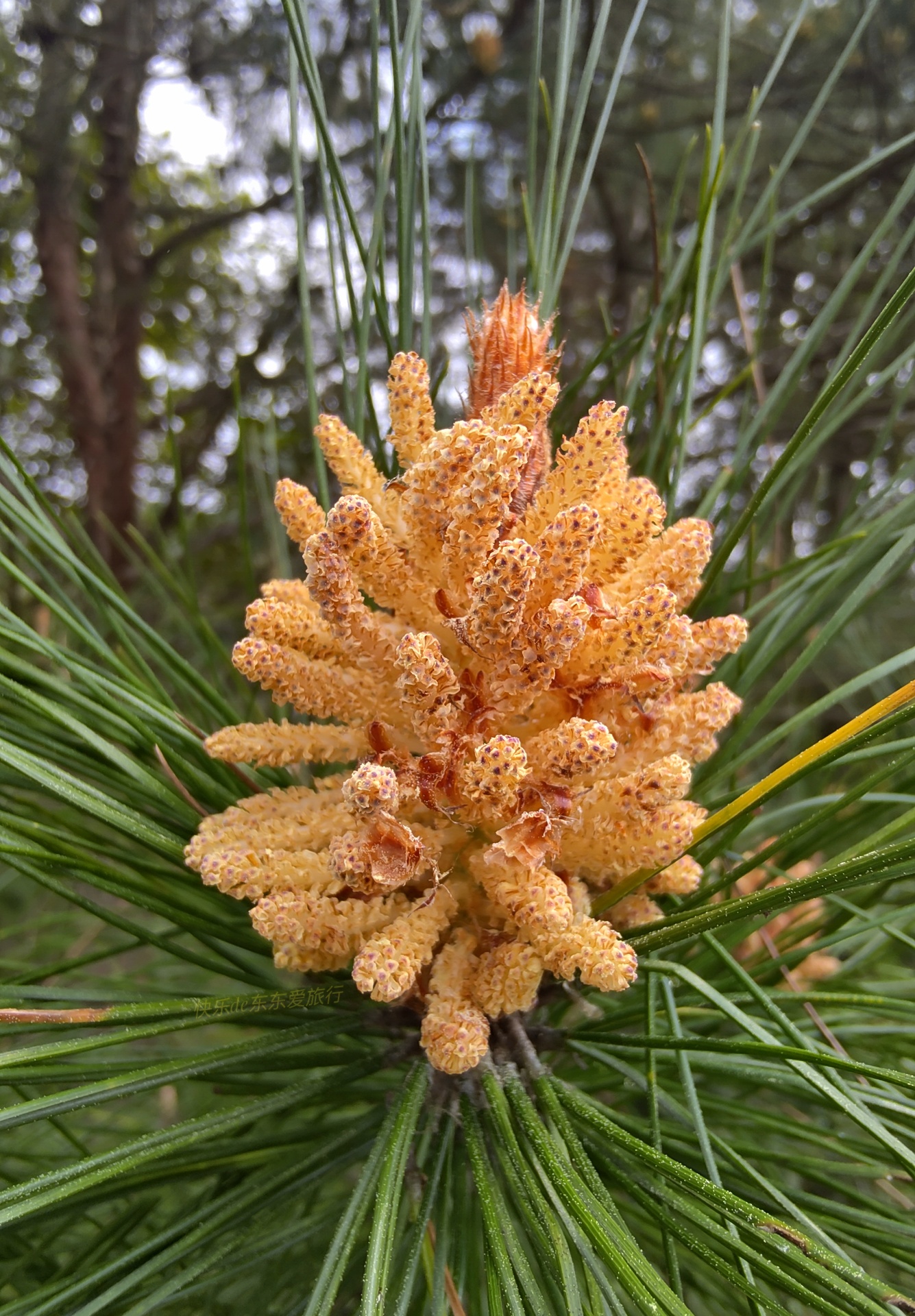 大家纷纷出去赏樱花，我却和老婆偷偷去山里看松树花，收获如何？