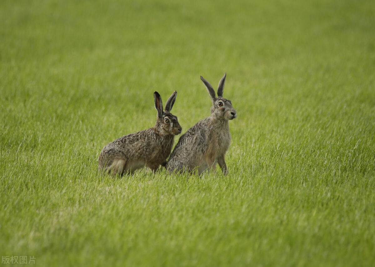 野兔一般在什么情况下才能生存,野兔繁育期间会常出来觅食吗