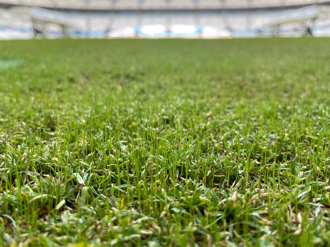 世界杯草坪建设过程,世界杯草坪是由哪个国家建造
