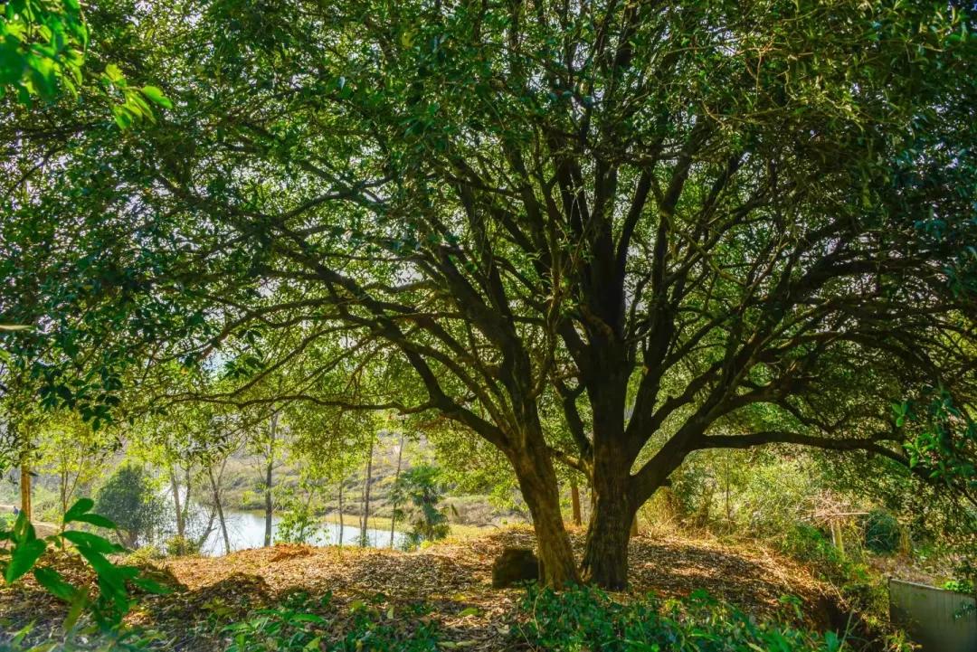 值得来看看古村落,崇阳野生古桂群迎保护性修复