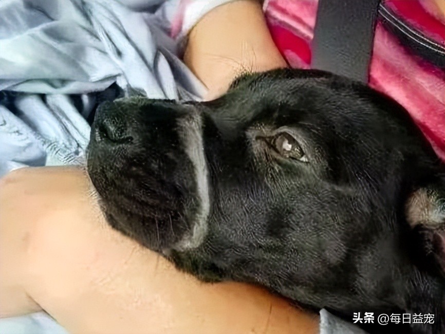 狗狗嘴巴被缠住后续,狗狗嘴巴被皮筋绑住后续