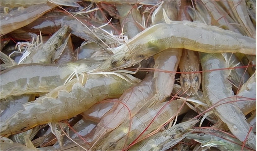 对虾肠炎怎么看,对虾肠炎能吃吗