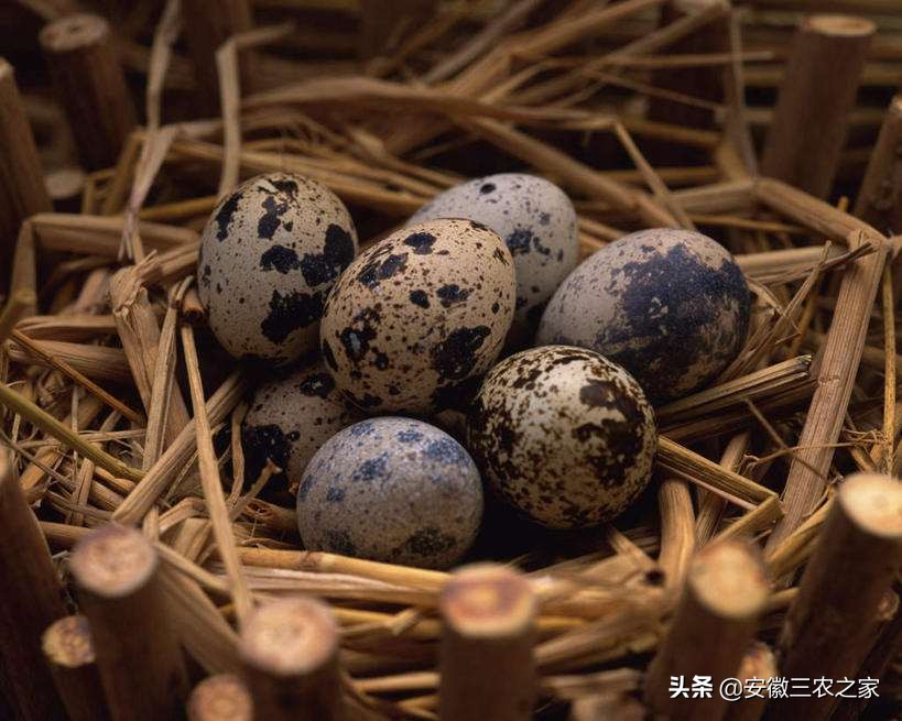 鹌鹑一年可以产多少枚蛋,5000只鹌鹑养大产蛋需要多少成本