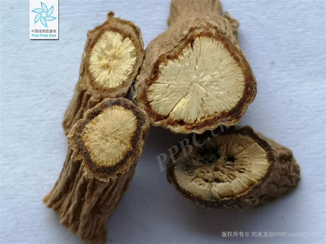 欣擎茹草踏春来·柴胡