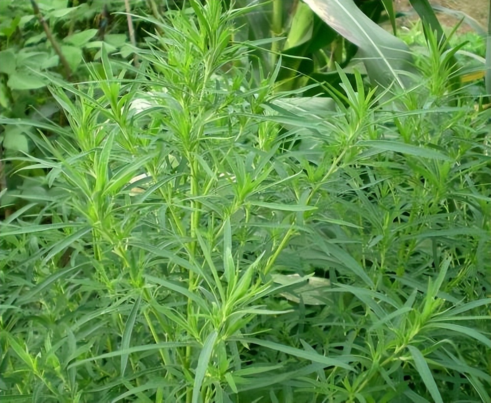 春天看图挖野菜，送你40种野菜大图鉴，让你轻松辨别各种野菜