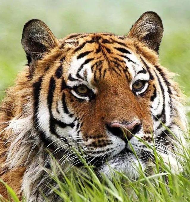 老虎主题酒店江苏南通,一家酒店惊现老虎