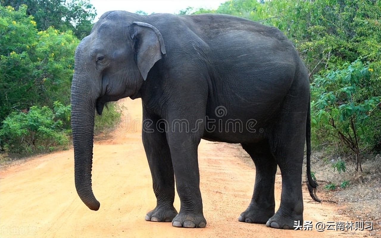 农夫和狼的故事原版,农夫和狼故事视频