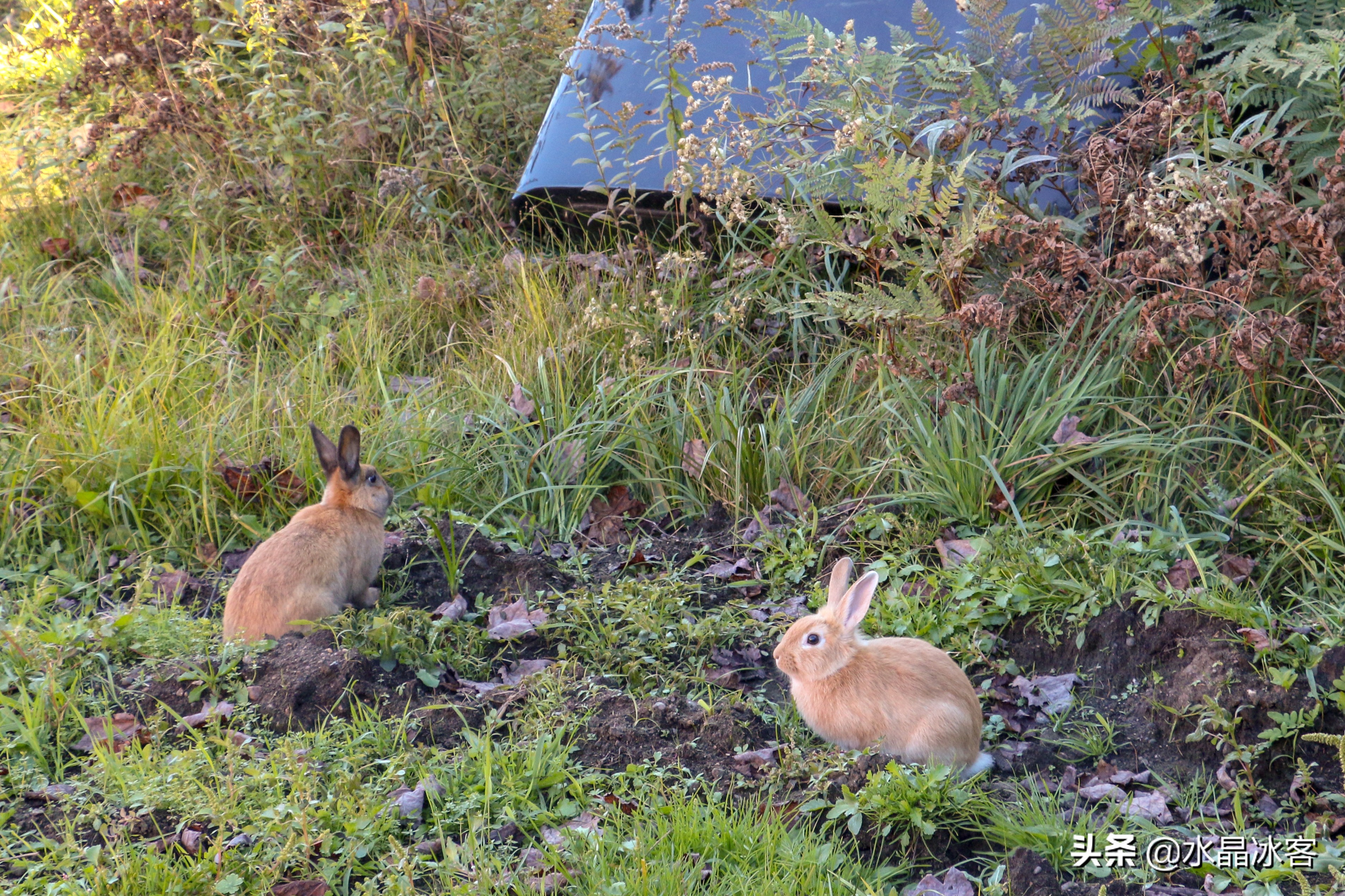 美东加东旅游,美东加东