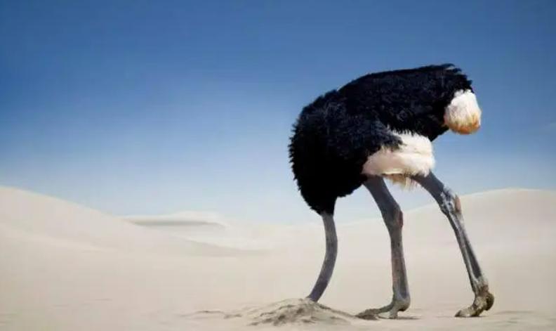 国外鸵鸟养殖前景如何,鸵鸟怎么养才能更好更赚钱