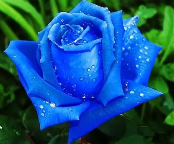 十种最漂亮最好养的花,十种最漂亮的瀑布花