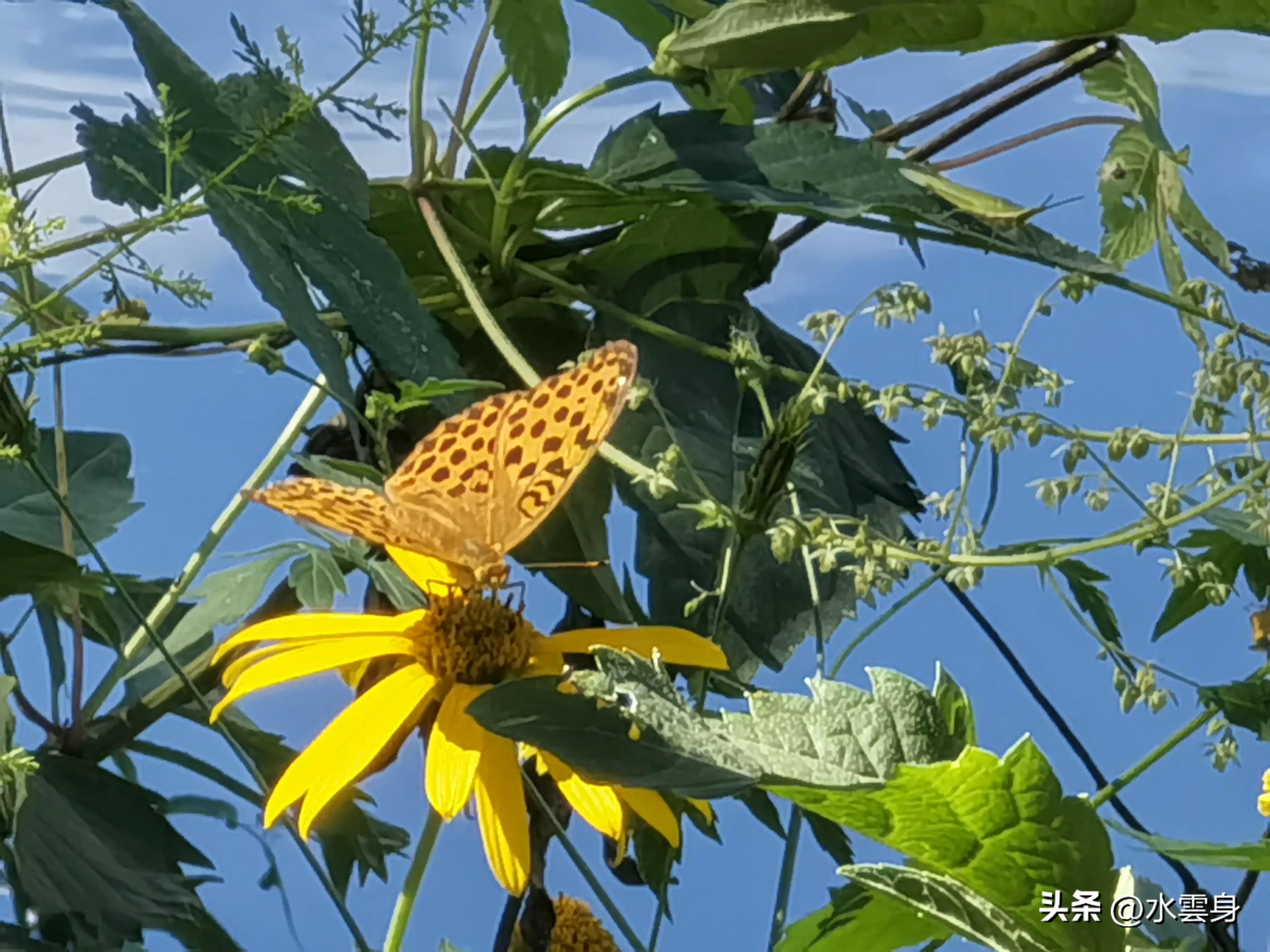 京郊赏花自驾游线路推荐,京郊免费景点一日自驾游路线攻略