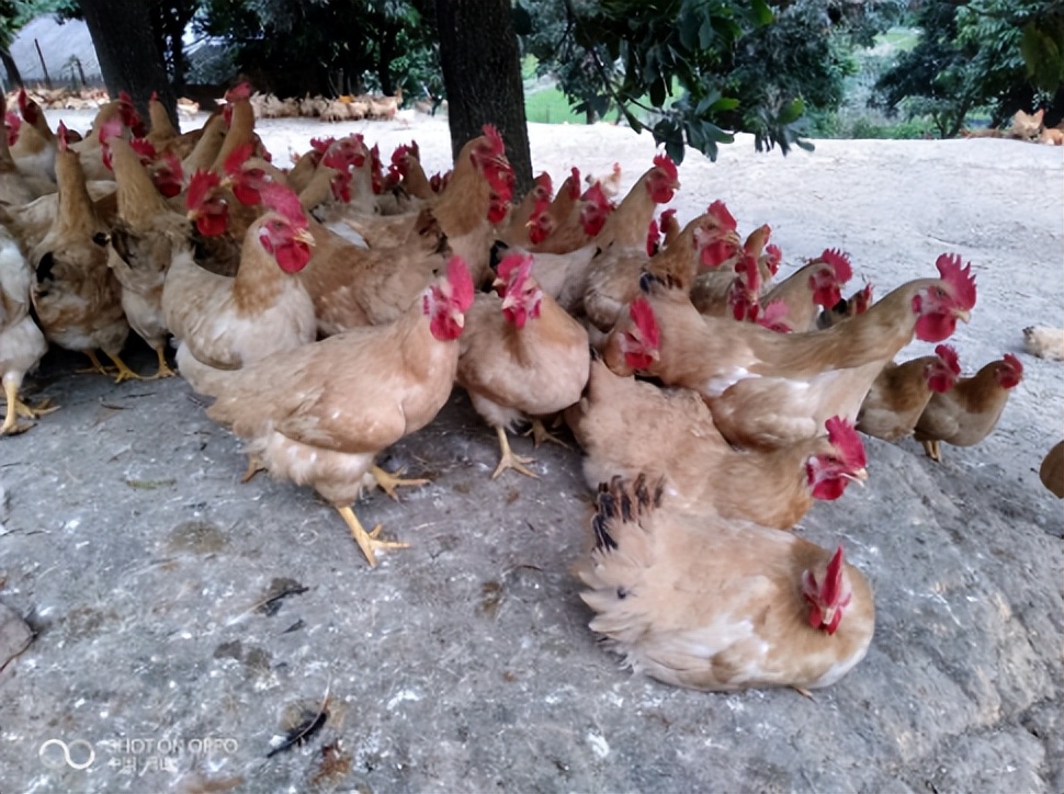 女老板养山鸡利润,浙江女老板晚年创业成功