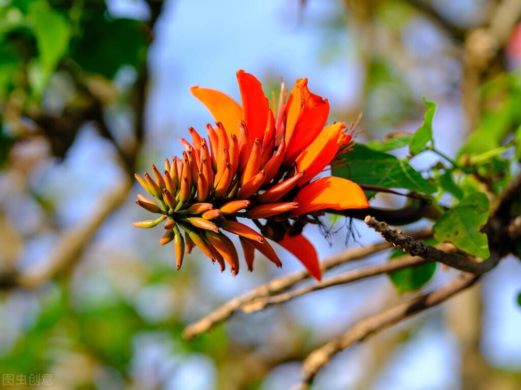 名伦珊瑚颂,欣赏美丽的珊瑚