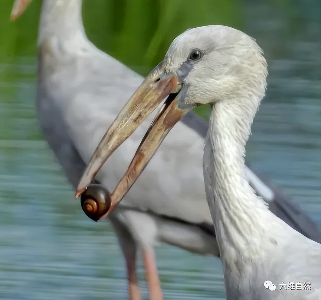 厦门一市民点炒田螺，餐厅却用非法福寿螺代替，被监管部当场销毁