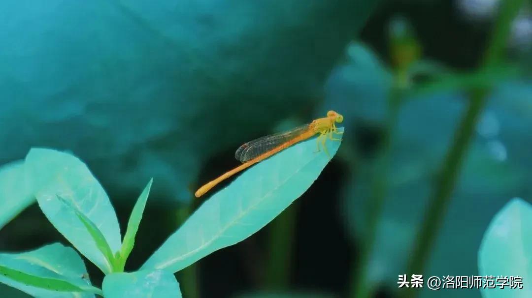 当洛师邂逅43种中国传统色……