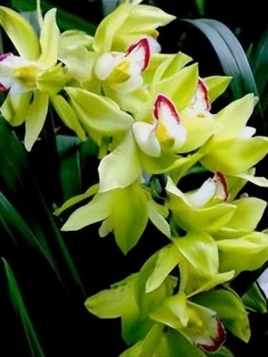 中国十大名花排行榜及图片,中国十大名花明细