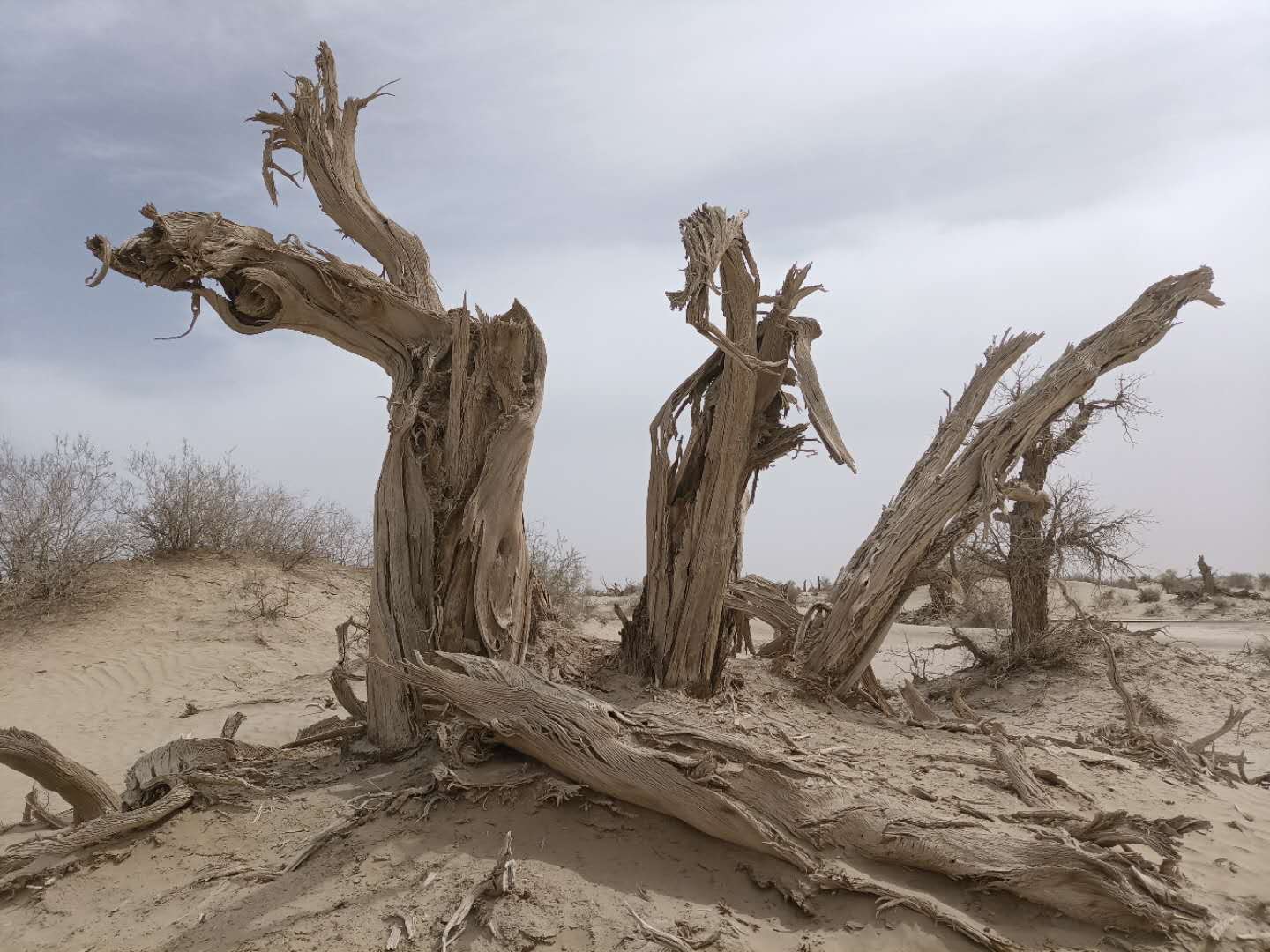 来自塔里木《塔河文苑》：睡着的胡杨