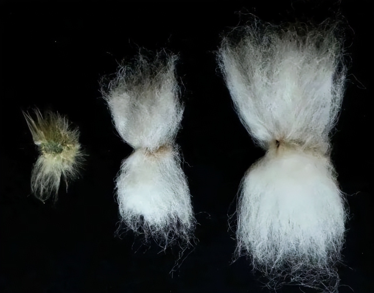 国新智创科技有限公司,黑心棉国产车