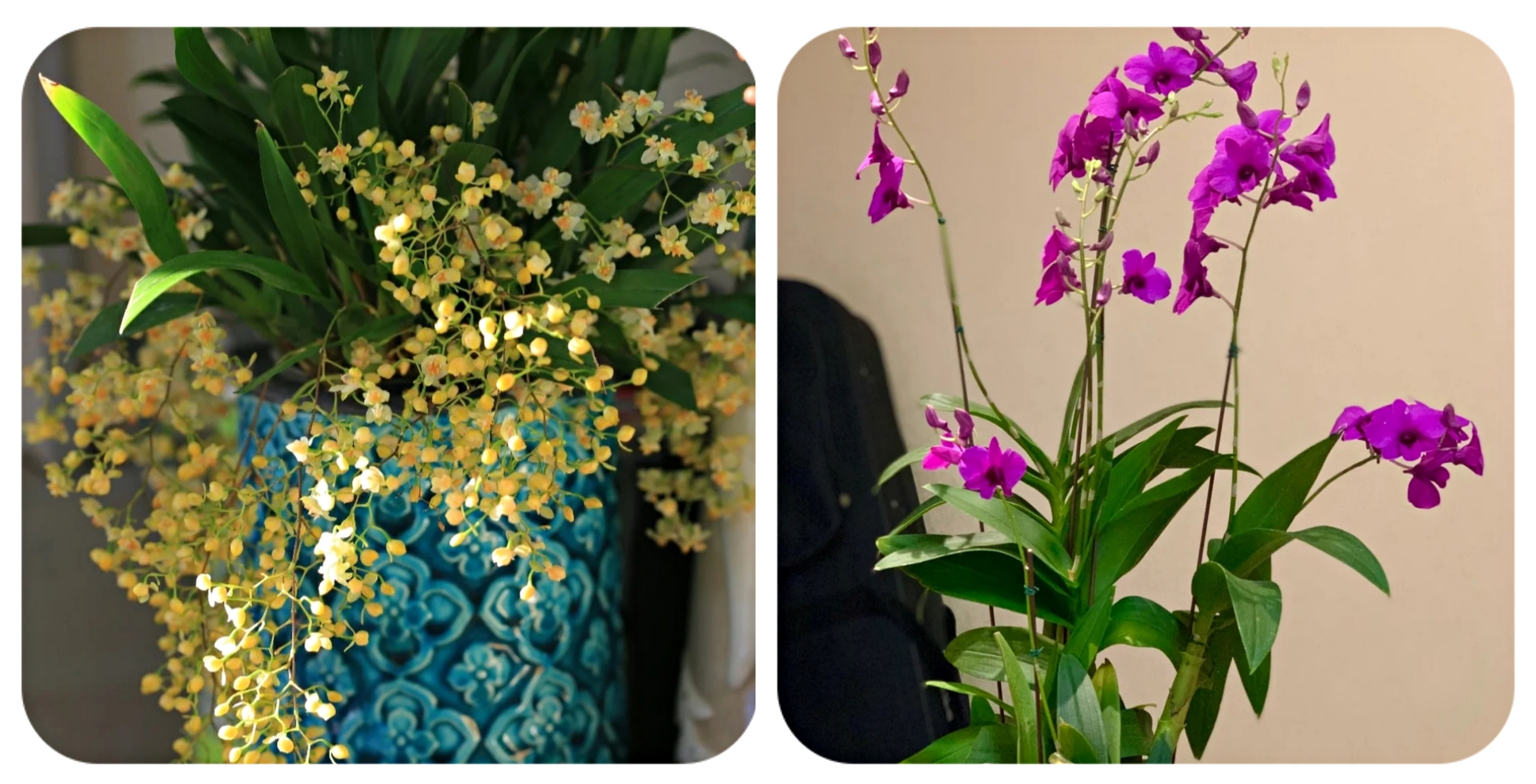 100个阳台养什么花好,100种阳台养的花草