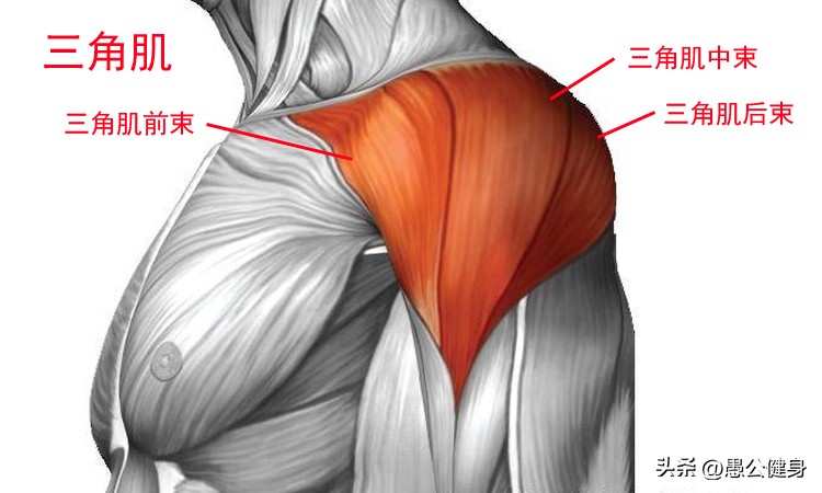 打篮球必练的提升上肢力量的训练,女性上肢力量训练100个动作