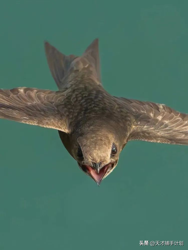 北京动物图鉴：雍和宫要饭的黄鼠狼，潭柘寺的网红狐狸