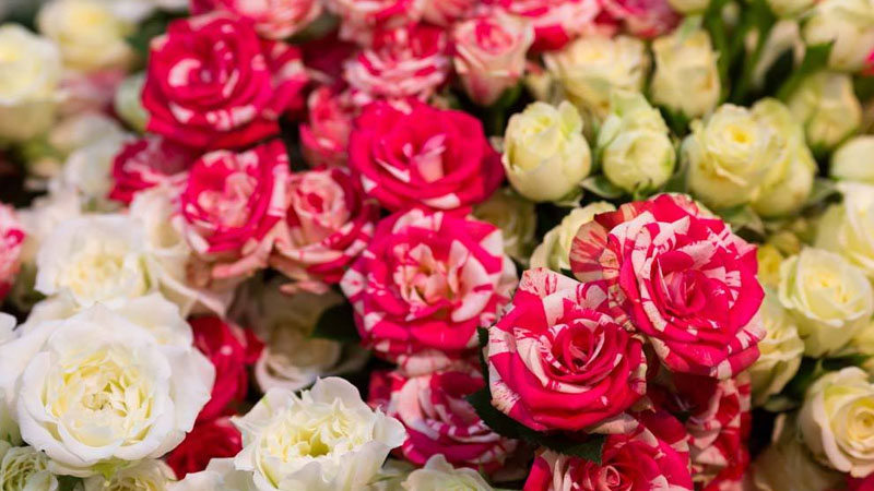 香槟颜色的玫瑰花,玫瑰花有哪些颜色分别代表什么