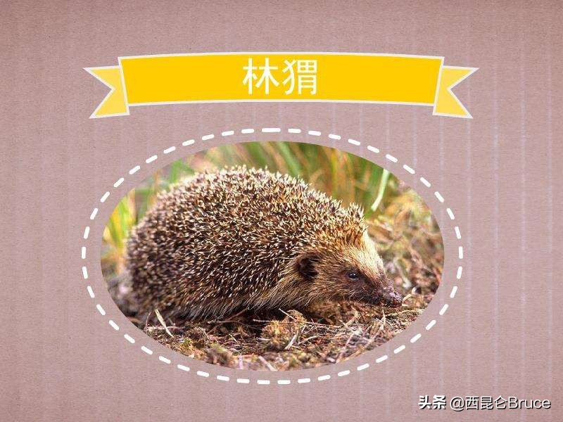 黄山首次发现侯刺猬,黄山风景区发现侯氏猬