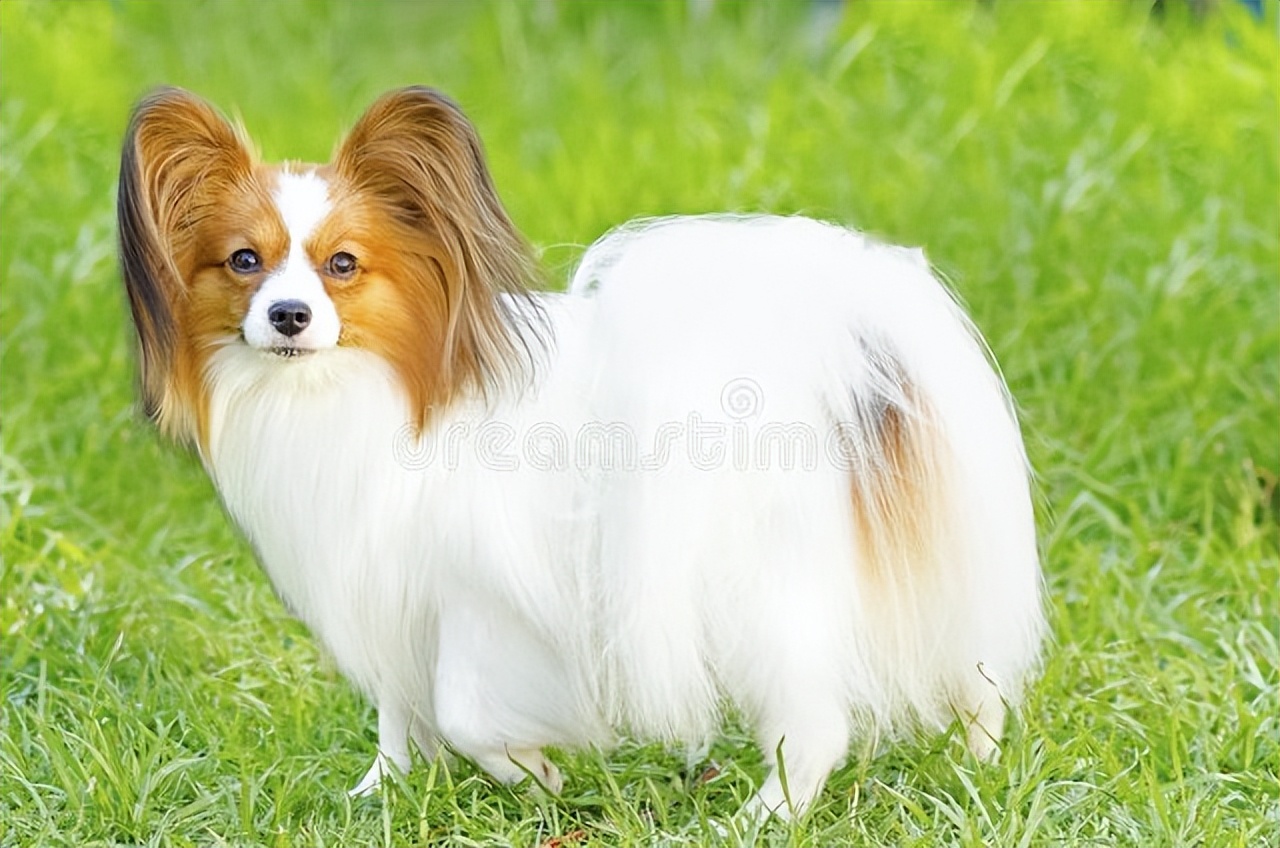 狗狗智商排行榜第一名是什么狗,狗狗智商的排名前30最新