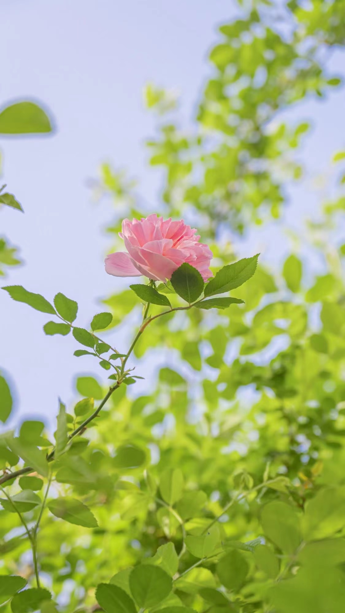 手机壁纸主屏锁屏壁纸套图,苹果壁纸套图主屏加锁屏