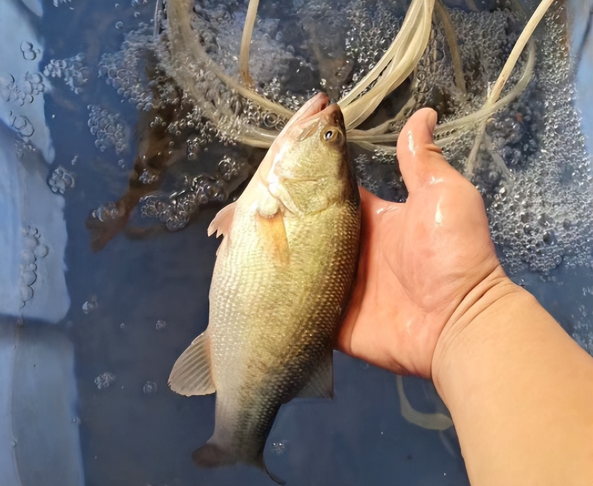 长期服用亚硝酸盐,长期摄入微量亚硝酸盐会怎样