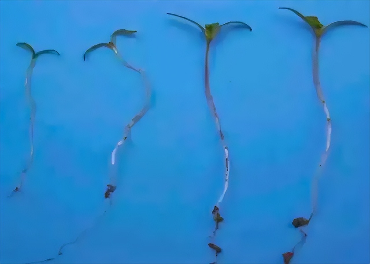 警惕！这个不是菜，一棵不能栽！安义警方查获......