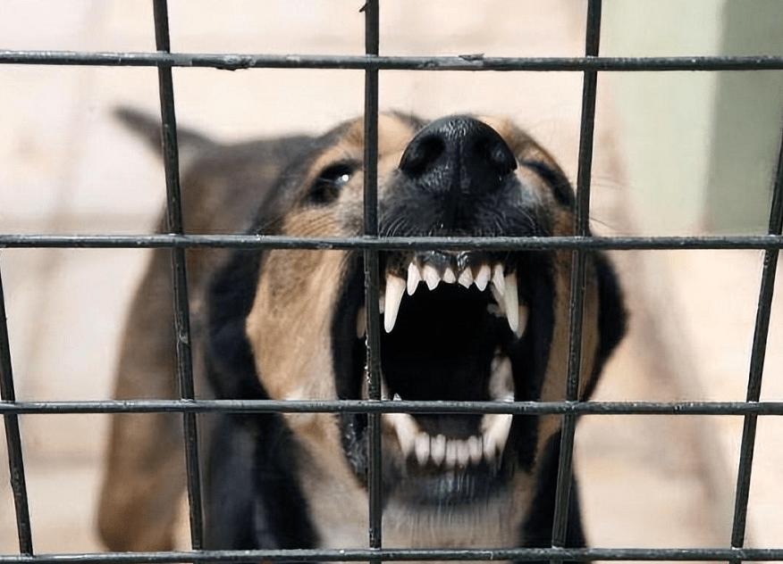 1998年，美国俄亥俄州一大丹狗将主人折磨致死，案件始终未能告破