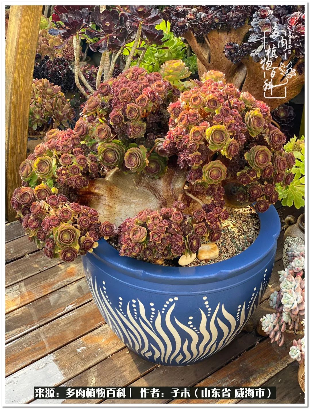 法师多肉成长史,法师多肉新手教程