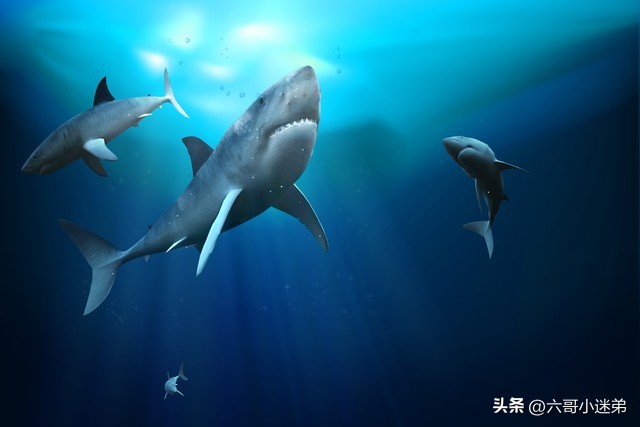 不是人工养殖的鲨鱼可以吃吗,为什么鲨鱼人工养殖的也不能吃