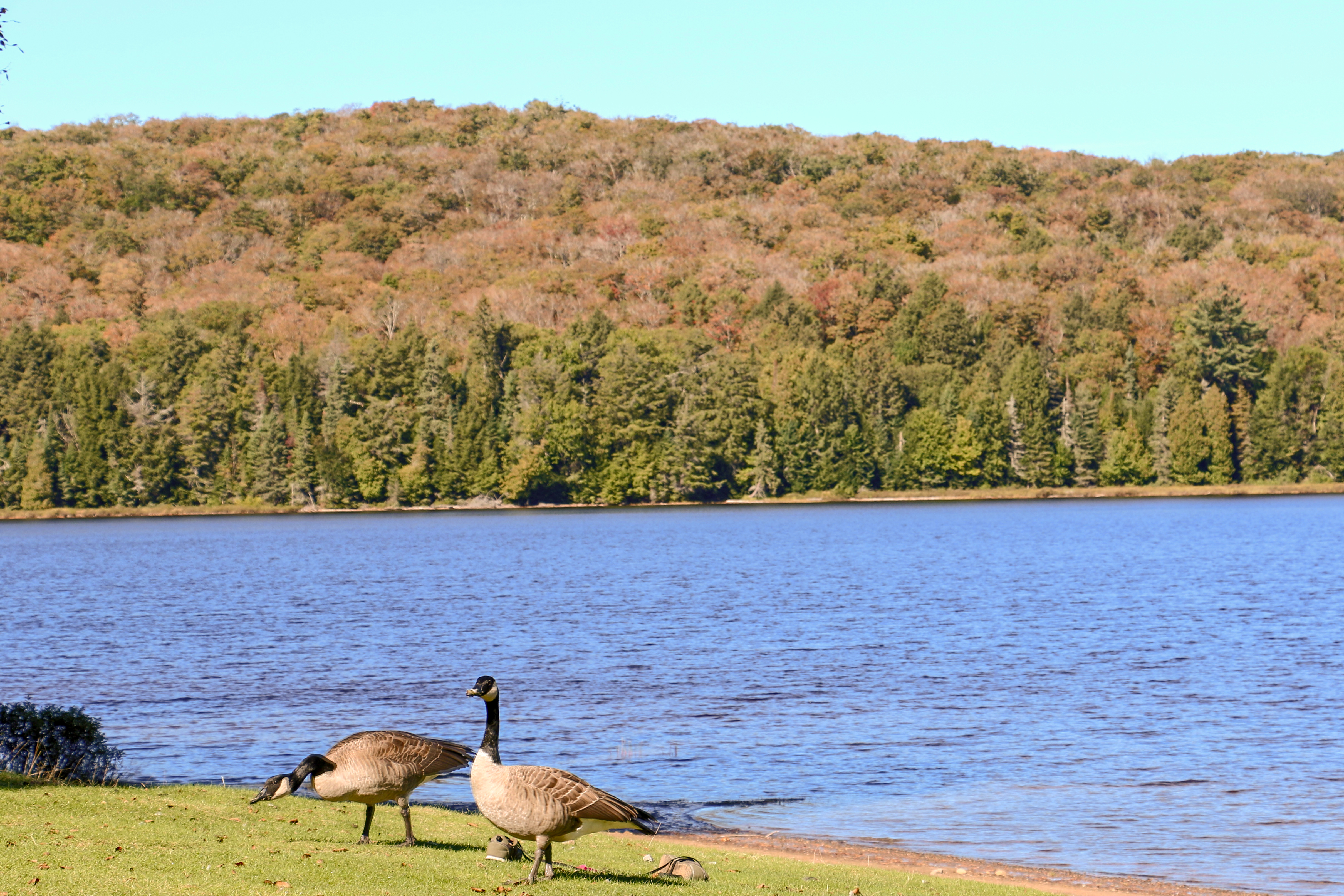 美东加东旅游,美东加东