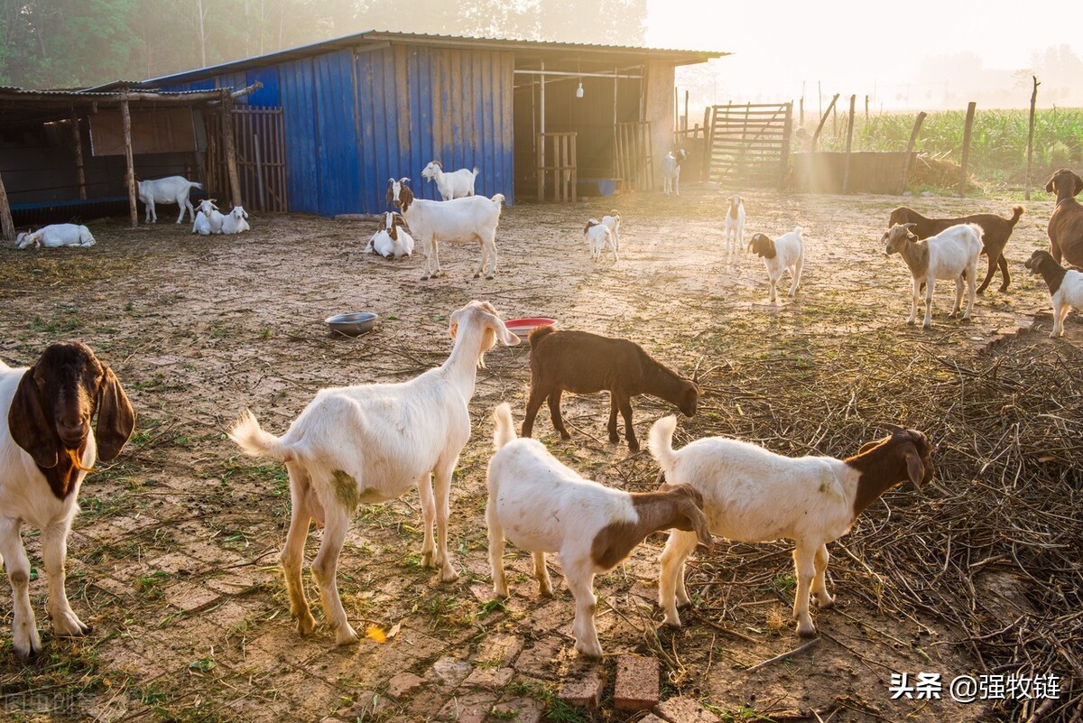 羔羊的护理方法和注意事项,新生羔羊怎么养护
